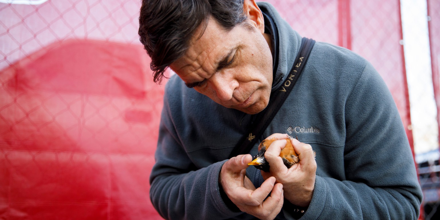 Alex Jahn holding a robin to attach a small GPS tracker