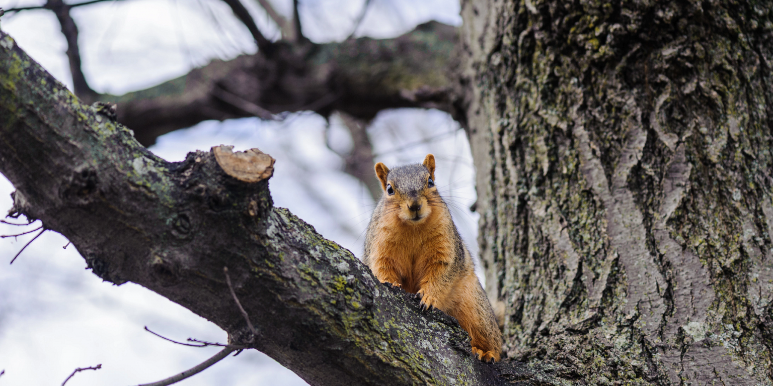 a squirrel sits in a tree