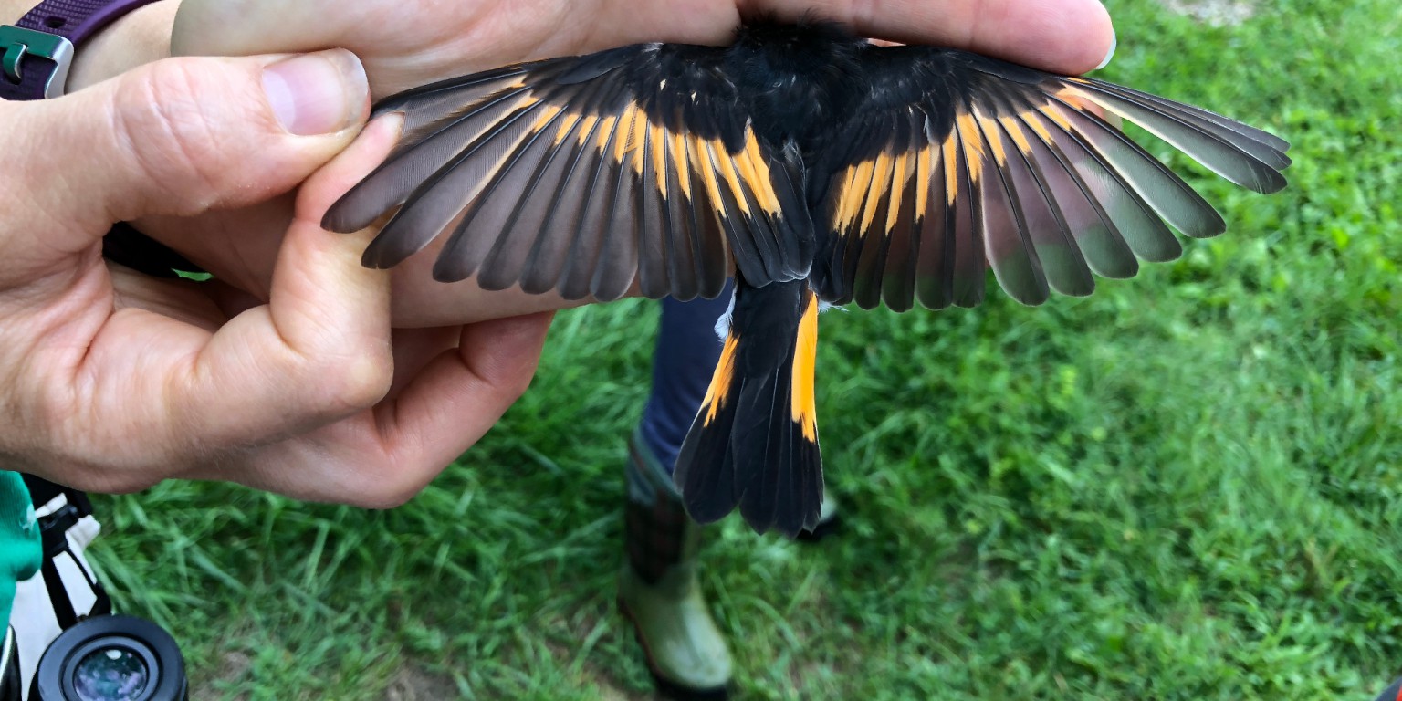 A volunteer holds an American redstart