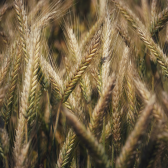 USDA funds IU-led research team to develop disease-resistant wheat