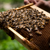 Microbe protects honey bees from poor nutrition, a significant cause of colony loss
