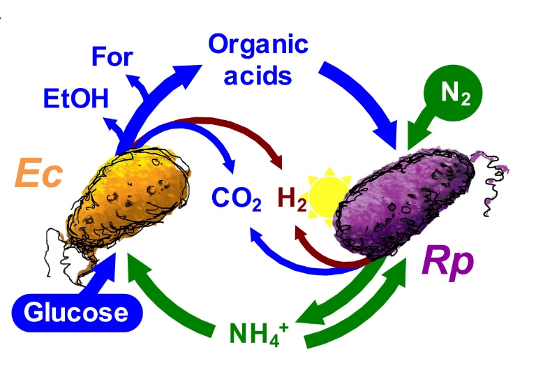 A graphic showing the nutrient exchange between the bacterium E. coli and R. palustris.