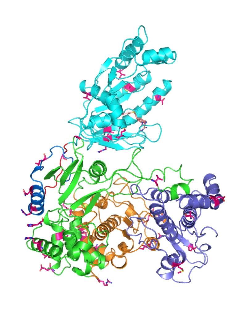 A graphic representation of the structure of the Zika virus protein NS5