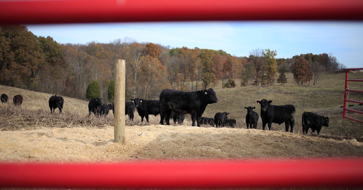 Cattle at Fischer Farms