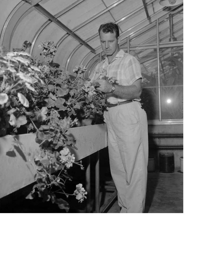 Hugh Wallace Scales tends to flowers in a greenhouse