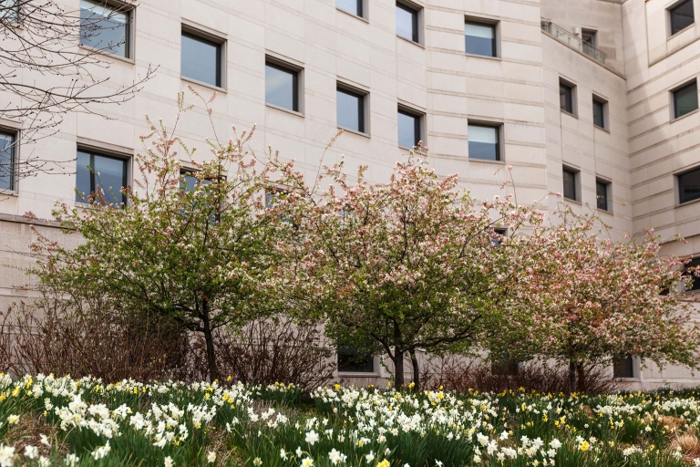 Blooming trees and daffodils on IUPUI's campus