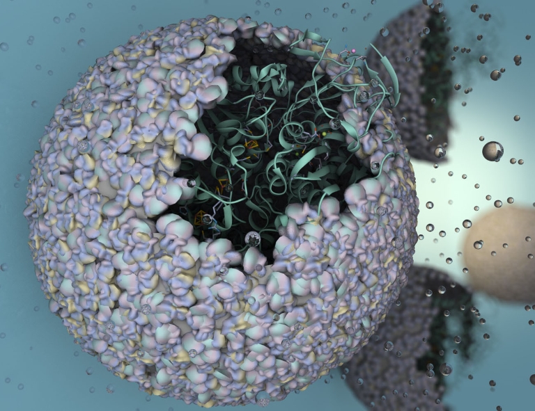 Illustration of an enzyme trapped inside a virus capsid