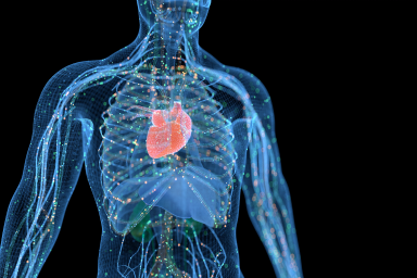 A digital model of the human body showing internal organs.
