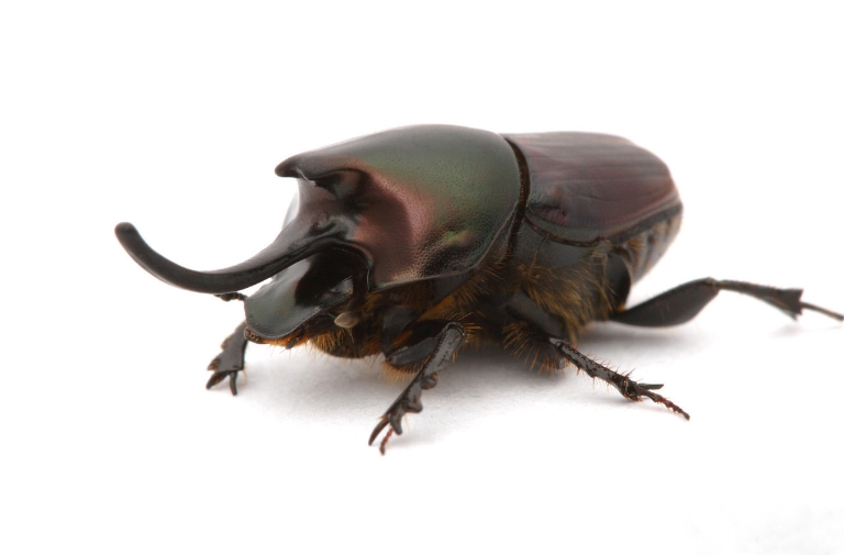 A beetle of the genus Onthophagus