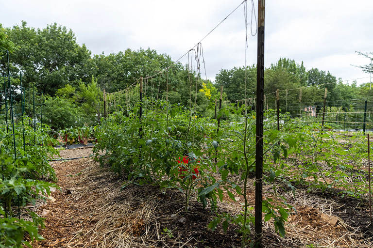 Students work at the urban garden on New York Street on IUPUI's campus