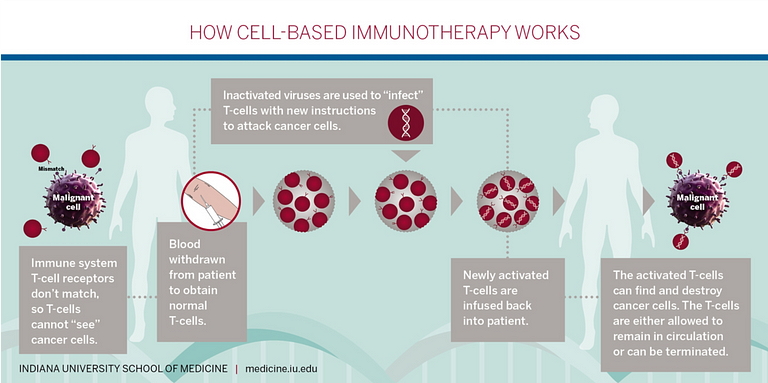 An infographic depicting how cell-based immunology works.