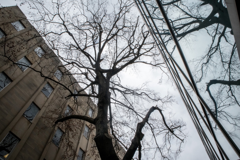 A tree in the courtyard of the IU Bloomington Chemistry Building