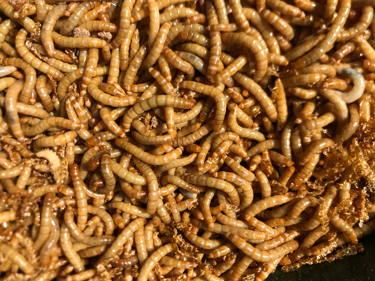 mealworms