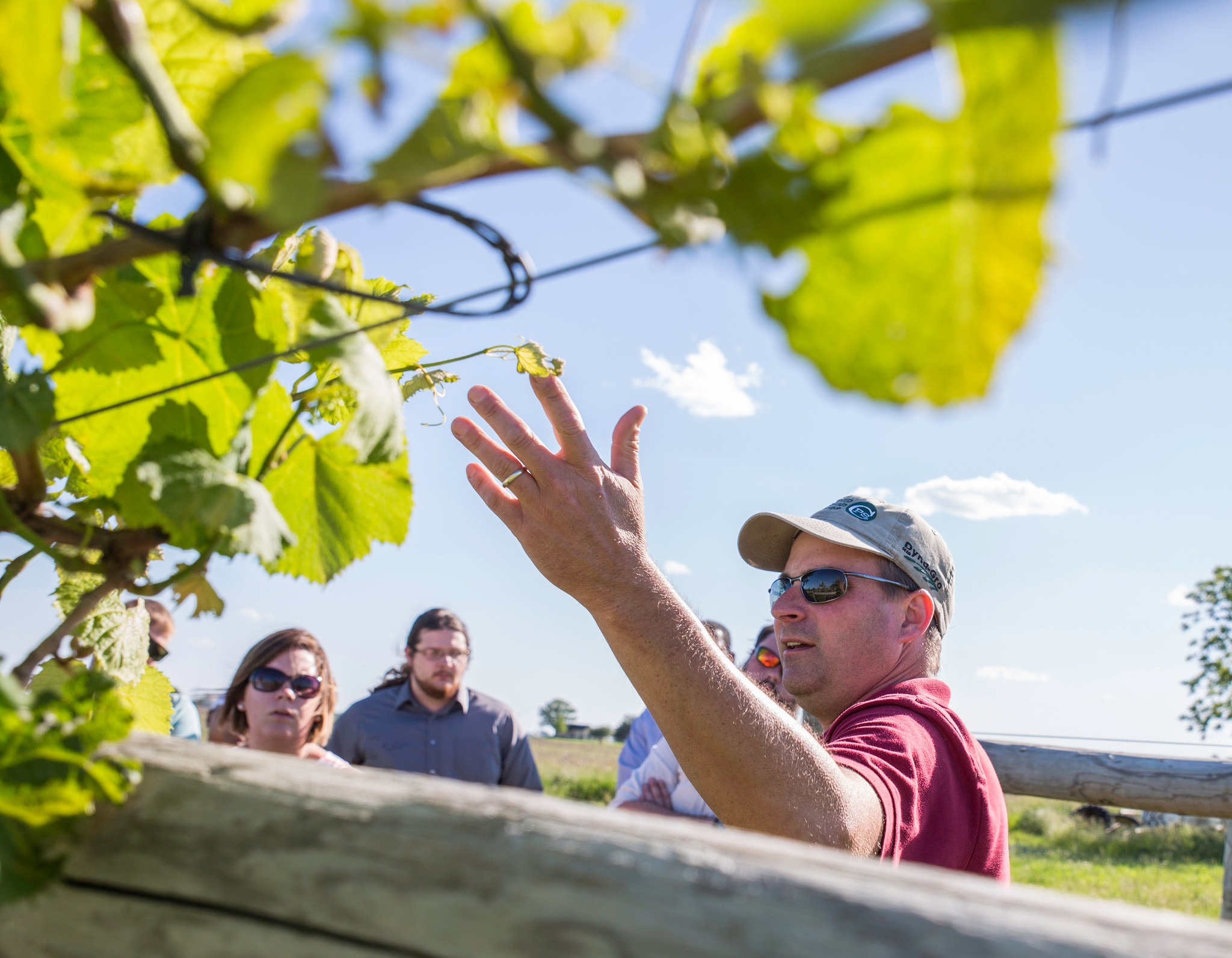 A man points to a grape vine