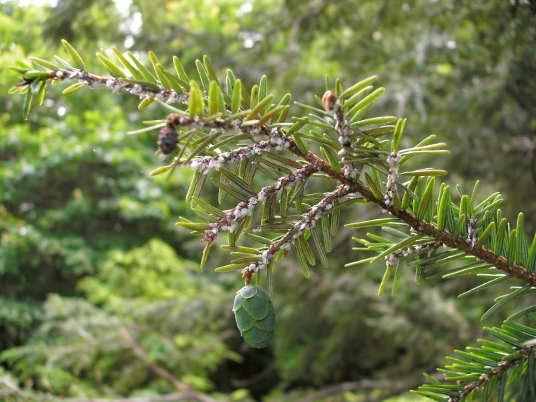 Protective 'wool' produced by hemlock woolly adelgid covers a branch of an eastern hemlock tree