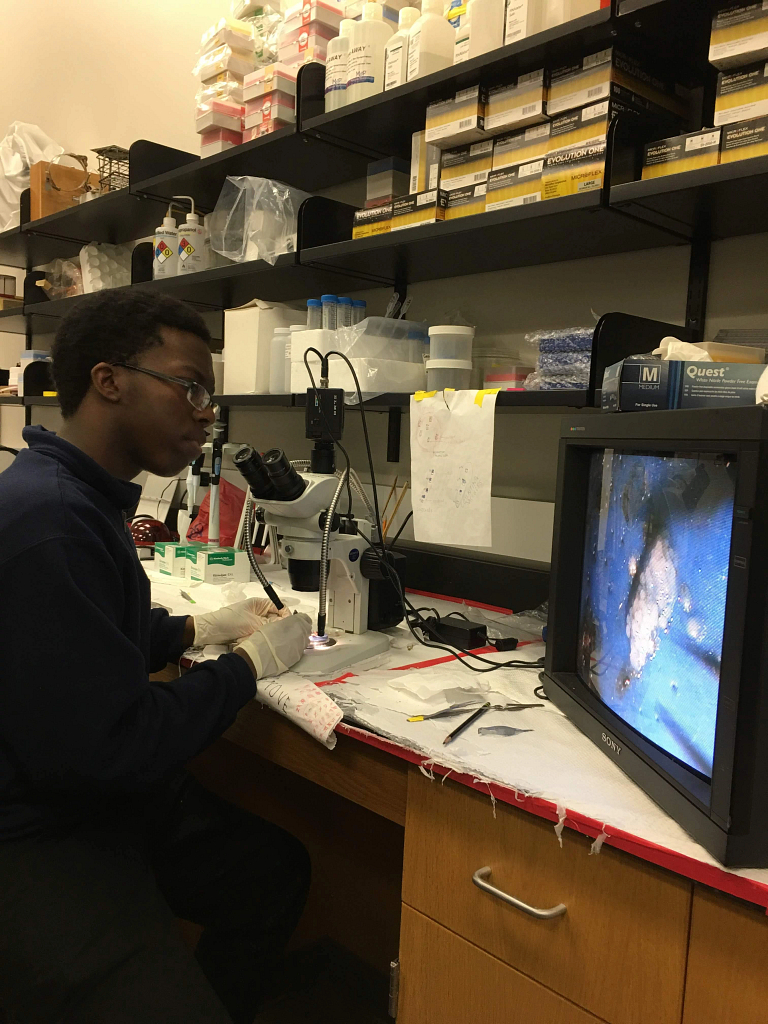 Elvin Irihamye uses a microscope to perform a dissection
