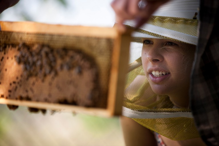 Ellie Symes, co-founder and CEO of The Bee Corp., inspects a frame from a honeybee hive.