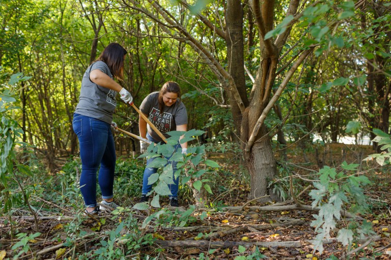 Students remove honeysuckle from the Lilly Arbor research site on the banks of the White River.