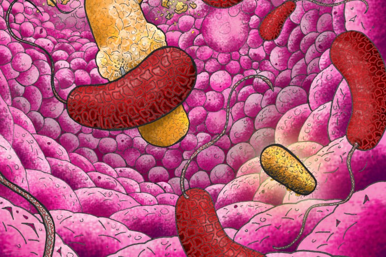 A painting mostly in pink of flagella unfurling as E. coli enter a microbial mat