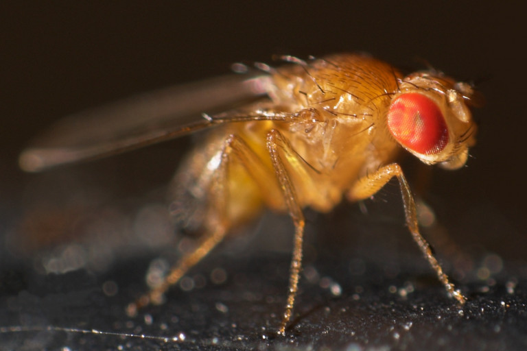 A fruit fly of the species Drosophila melanogaster