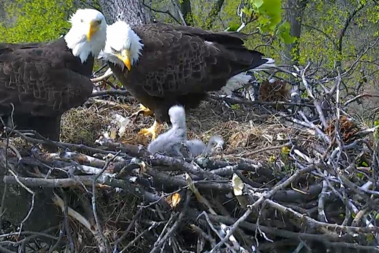 Nesting pair of bald eagles with nestlings