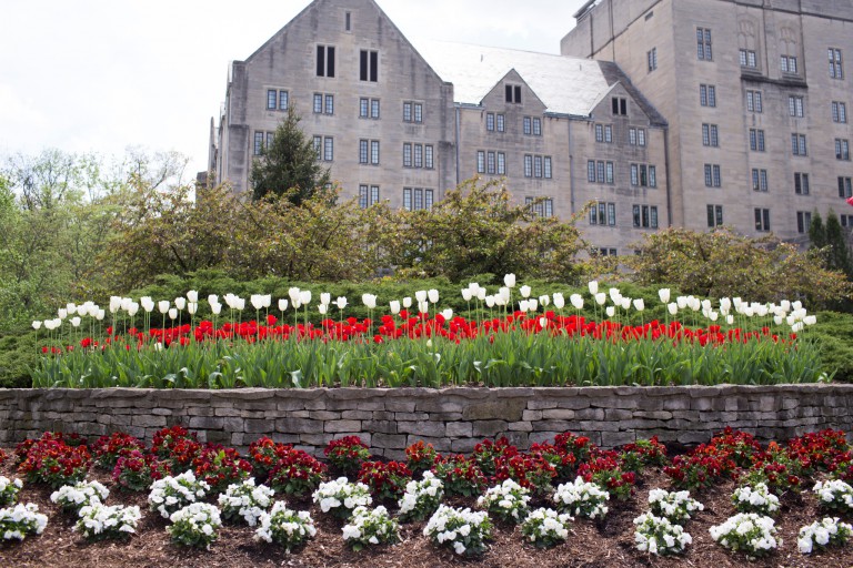 Red and white tulips in front of the Indiana Memorial Union building