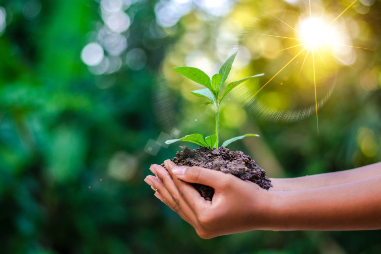 Cupped hands holding a green plant and soil