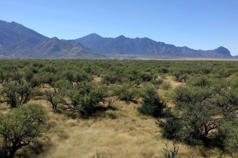 A view of small vegetation and mountains in a dryland region