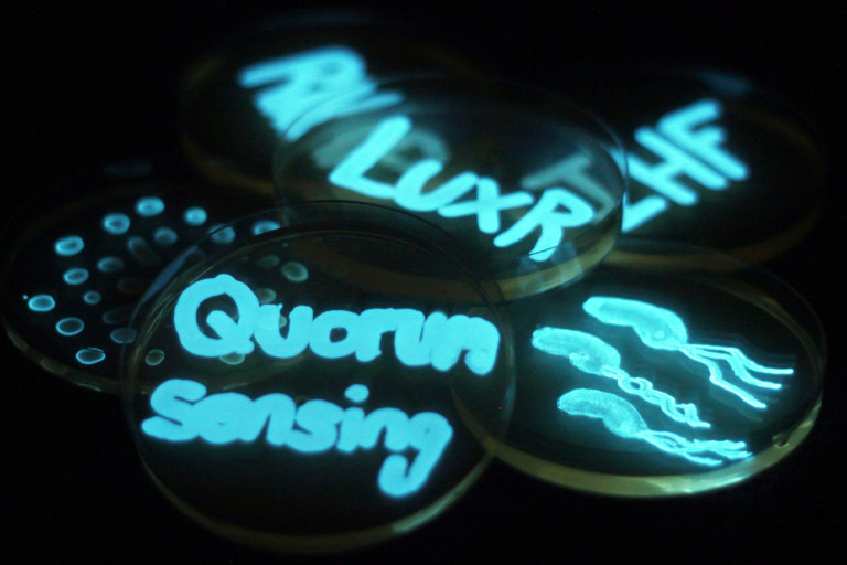 painting on petri dishes with bioluminescent bacteria