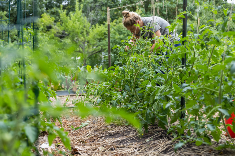 An IUPUI student works in the garden along New York Street at IUPUI.