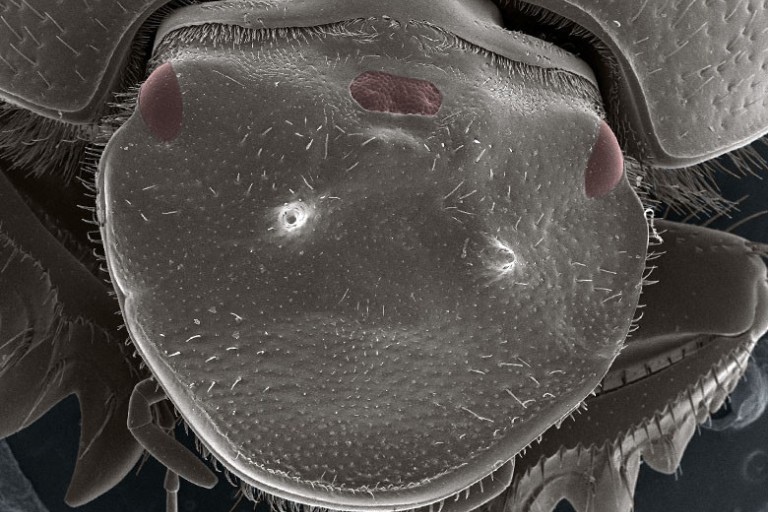 Extra-eyed beetle