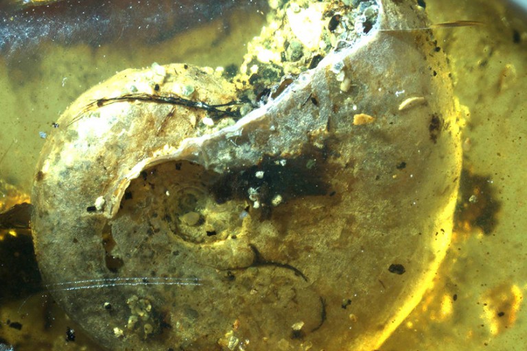 Ammonite in amber