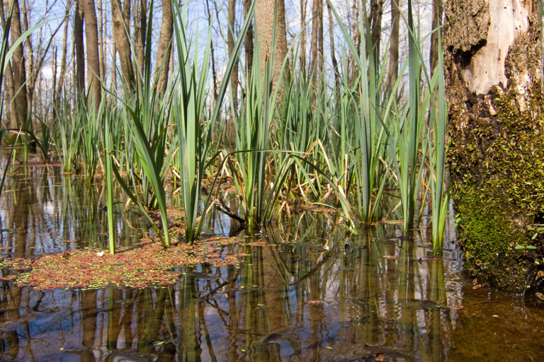 Vegetation growing in a wetland