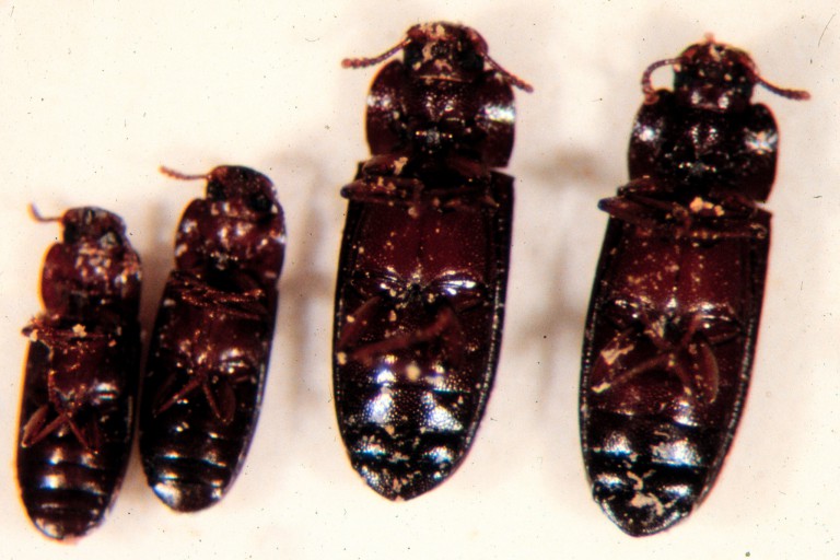 The four varieties of the flour beetle Tribolium castaneum