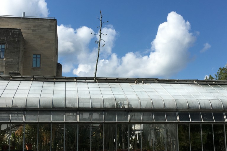 Agave americana sticking out of the Jordan Hall greenhouse.
