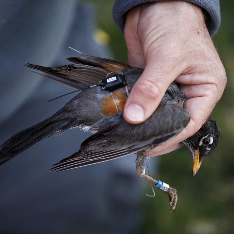 Bird with GPS tracker