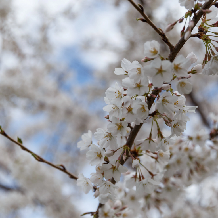 tree with white flowers