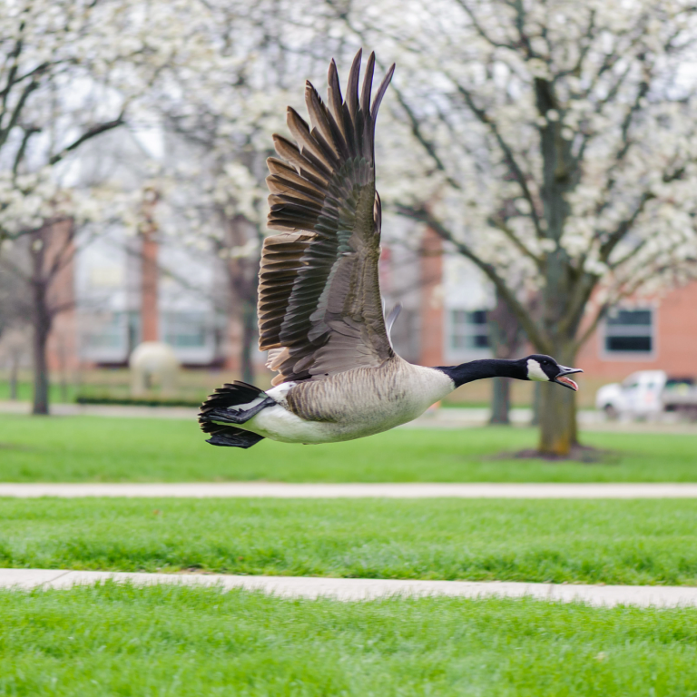 a goose flies just above ground-level amid blooming trees on the IUPUI campus