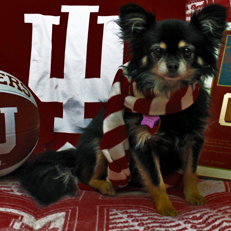 Indiana Hoosiers Pet Jersey - Official Indiana University