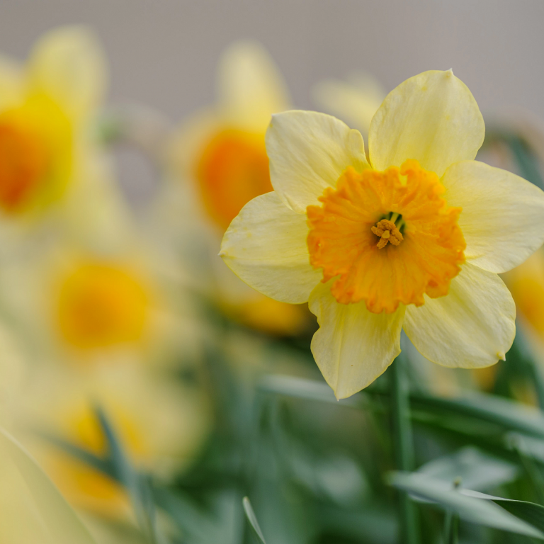 daffodils in bloom