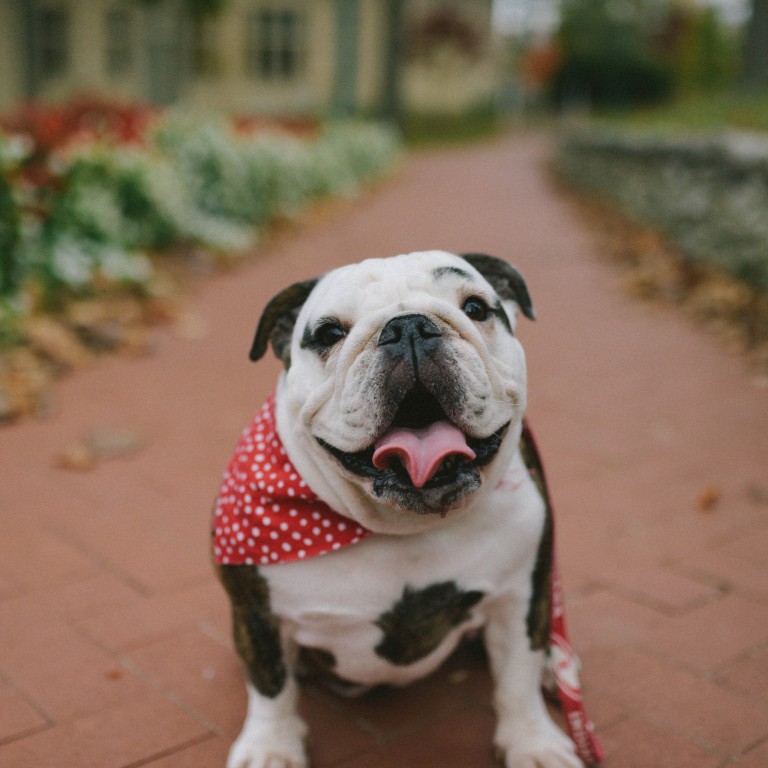 Maizy, the dog, sits on a sidewalk wearing a red and white bandana.