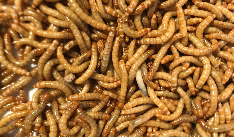 Yellow mealworms