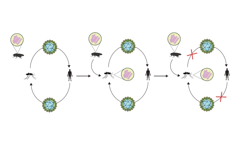 Illustration showing the transfer of Wolbachia from fruit flies to mosquitoes and viruses to humans.