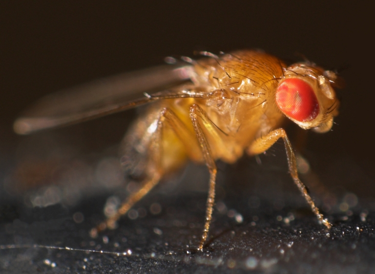 A fruit fly in the species Drosophila melanogaster