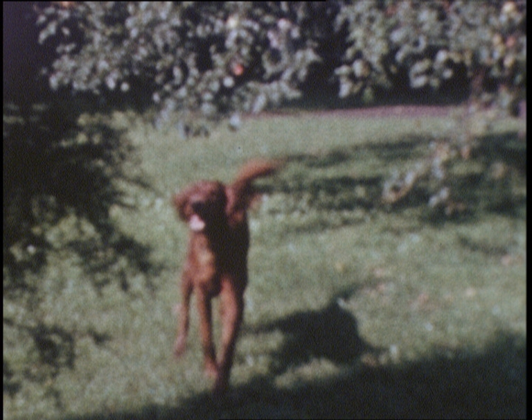 Red dog running towards camera
