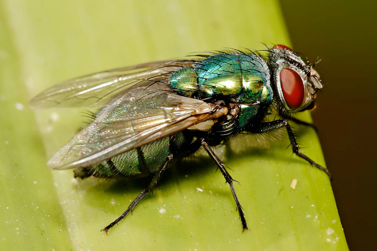 A blow fly on a leaf