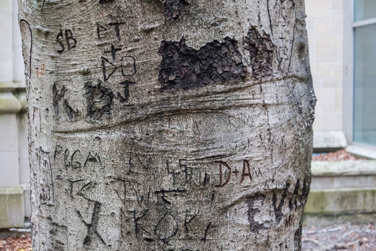 Carvings of intitals in the sweetheart tree near the Chemistry Building courtyard 