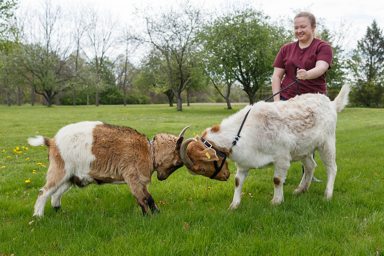 Shelby Lahne and her goats