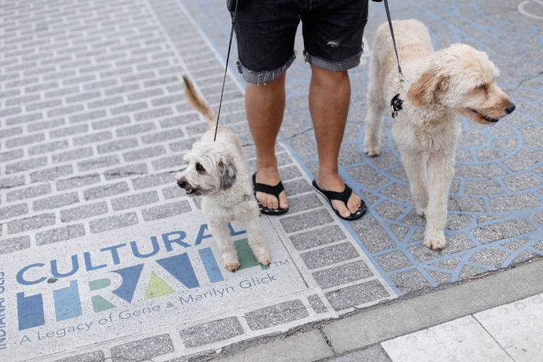 Two dogs and their owner walk in a crosswalk.