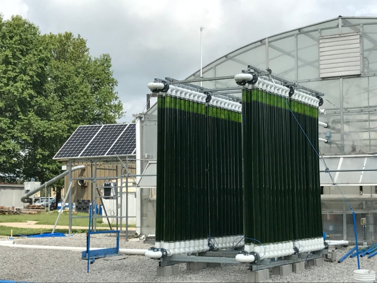 Green PVC pipes connected together to form the photobioreactor system
